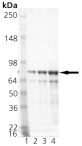 Grp75/Mortalin (human), (recombinant) SDS-PAGE