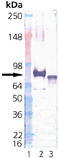 Grp75/Mortalin (human), (recombinant) Western blot