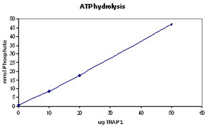 TRAP1 (human), (recombinant) (His-tag) image