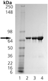 TRAP1 (human), (recombinant) (His-tag) SDS-PAGE