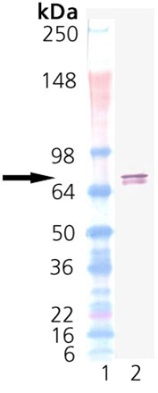 TRAP1 (human), (recombinant) (His-tag) Western blot