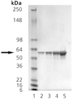 PDI (human), (recombinant) (His-tag) SDS-PAGE