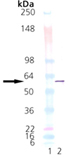 PDI (human), (recombinant) (His-tag) Western blot