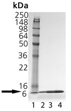 Thioredoxin (E. coli), (recombinant) (His-tag) SDS-PAGE