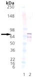 HSF1 (human), (recombinant) (His-tag) Western blot