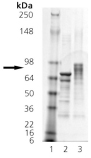HSF1 (phosphorylated) (human), (recombinant) (His-tag) SDS-PAGE