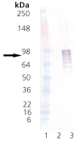 HSF1 (phosphorylated) (human), (recombinant) (His-tag) Western blot