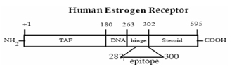 Estrogen receptor monoclonal antibody (h-151) Schematic structure