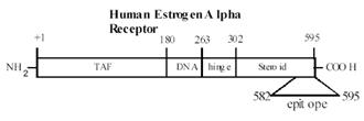 Estrogen receptor alpha monoclonal antibody (C-542) Schematic structure