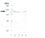 FKBP59 monoclonal antibody (KN382/EC1) Western blot