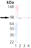 UNC45a monoclonal antibody (AbS1) Western blot