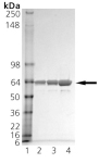 HOP (human), (recombinant) SDS-PAGE