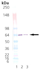 HOP (human), (recombinant) Western blot