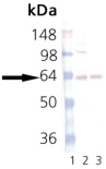 Synaptotagmin monoclonal antibody (ASV30) Western blot