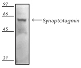 Synaptotagmin monoclonal antibody (ASV48) Western blot