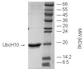 UbcH10 (human), (recombinant) (untagged) SDS-PAGE