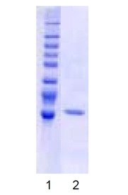 USP2 (catalytic domain) (rat), (recombinant) (untagged) Western blot