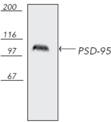PSD-95 monoclonal antibody (7E3-1B8) Western blot