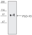 PSD-95 monoclonal antibody (6G6-1C9) Western blot