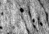 Bassoon monoclonal antibody (SAP7F407) Immunohistochemistry