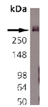 Bassoon monoclonal antibody (SAP7F407) Western blot