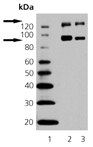 SAP97 monoclonal antibody (RPI 197.4) Western blot