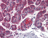 Membrin monoclonal antibody (4HAD6) Immunohistochemistry