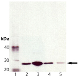 Membrin monoclonal antibody (4HAD6) Western blot