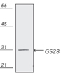 GS28 monoclonal antibody (HFD9) Western blot