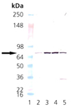 NSF monoclonal antibody (9G7-3) Western blot