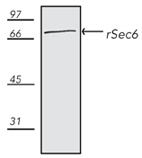 rSec6 monoclonal antibody (9H5) Western blot