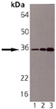 Syntaxin 6 monoclonal antibody (3D10) Western blot