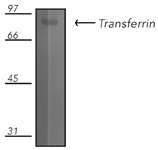 Transferrin polyclonal antibody Western blot