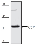 CSP polyclonal antibody Western blot