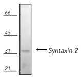 Syntaxin 2 polyclonal antibody Western blot