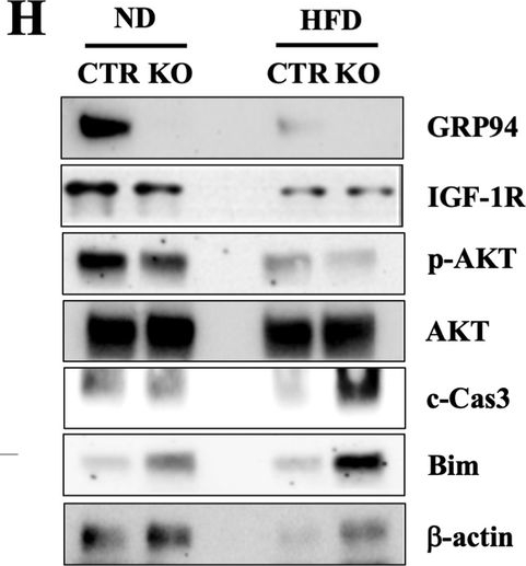 ADI-SPA-850 Grp94 monoclonal antibody (9G10) Western Blot 15