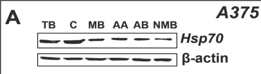 ADI-SPA-810 HSP70/HSP72 monoclonal antibody (C92F3A-5) Western Blot 2