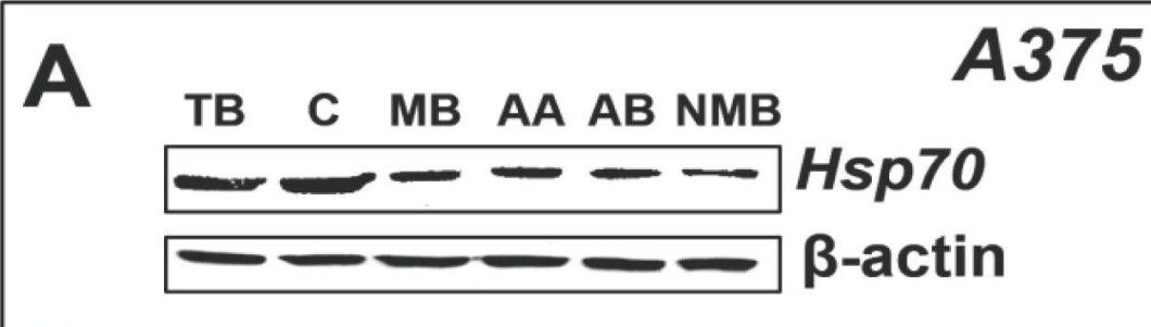 ADI-SPA-810 HSP70/HSP72 monoclonal antibody (C92F3A-5) Western Blot 2