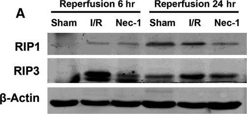 ADI-905-242 RIP3 polyclonal antibody Western Blot Rat 3
