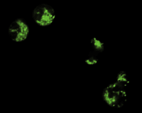 APF image