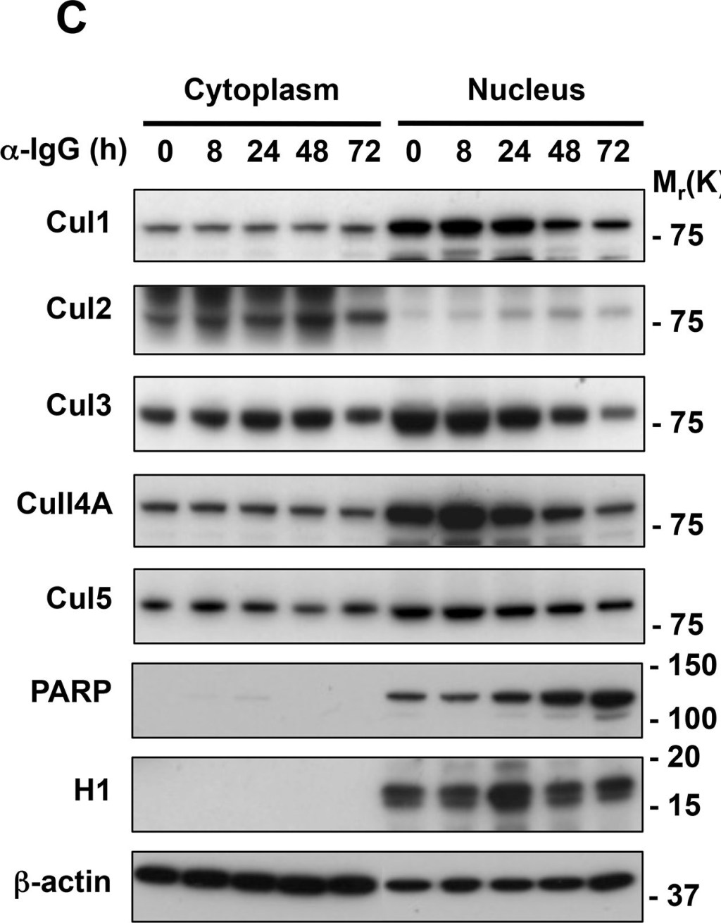 BML-SA250 PARP-1 monoclonal antibody (C-2-10) Western Blot Epstein-Barr virus 1