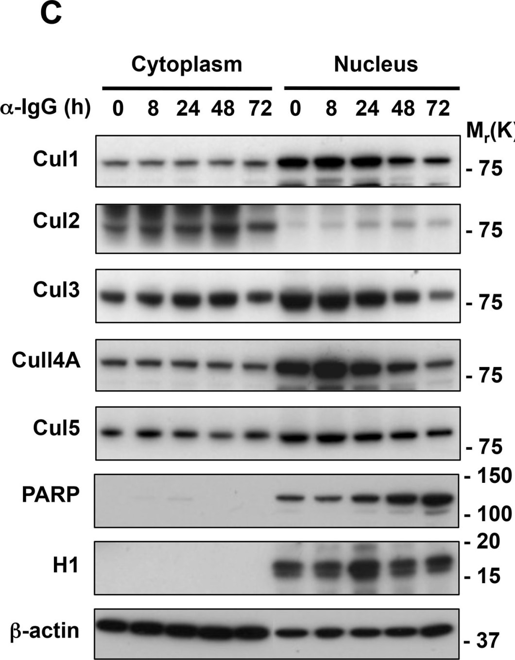 BML-SA250 PARP-1 monoclonal antibody (C-2-10) Western Blot Epstein-Barr virus 1