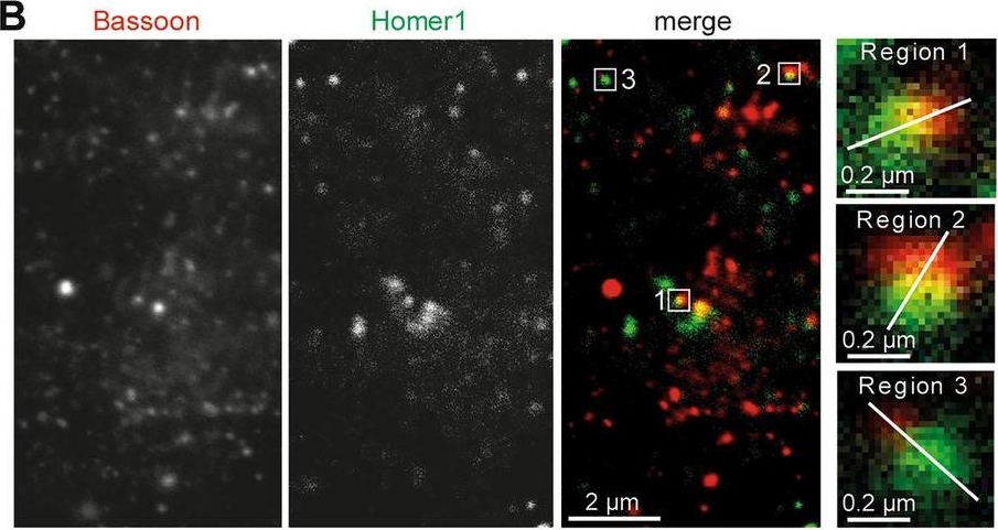 ADI-VAM-PS003 Bassoon monoclonal antibody (SAP7F407) Immunohistochemistry-Immunofluorescence Rat 2