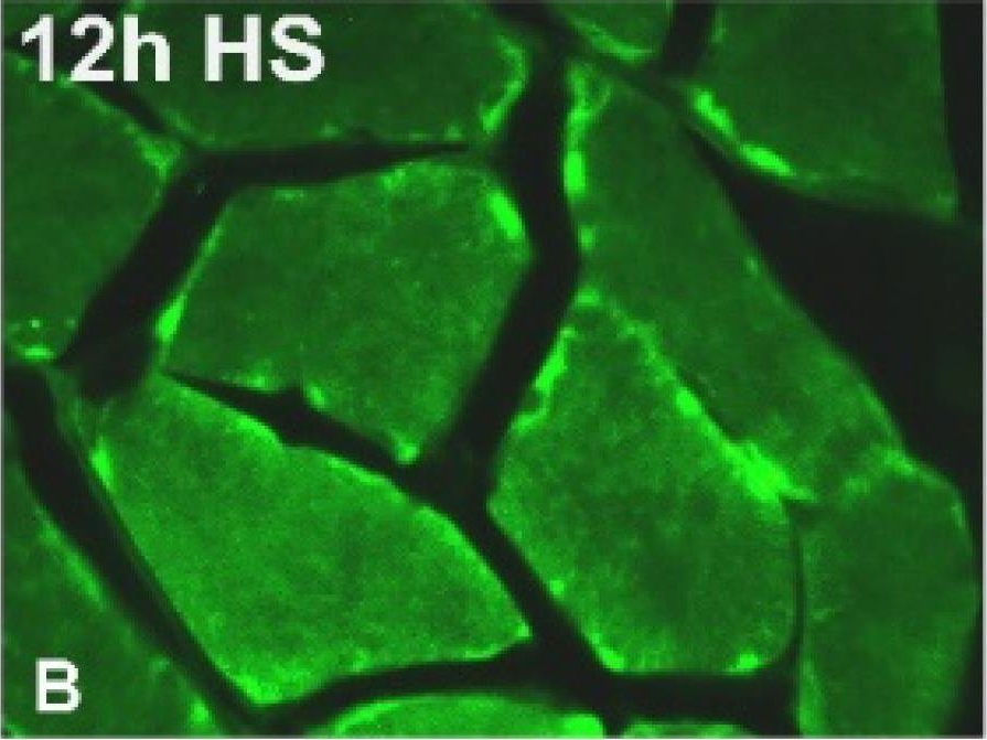 ALX-804-196 Ceramide monoclonal antibody (MID 15B4) Immunohistochemistry Rat 3