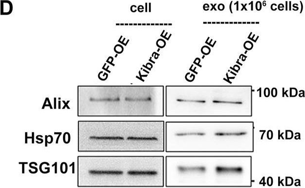 ADI-SPA-820 HSC70/HSP70 monoclonal antibody (N27F3-4) Western Blot Mouse 3
