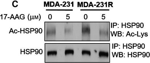 ADI-SPA-835 HSP90 monoclonal antibody (16F1) Western blot following Immunoprecipitation Human 1