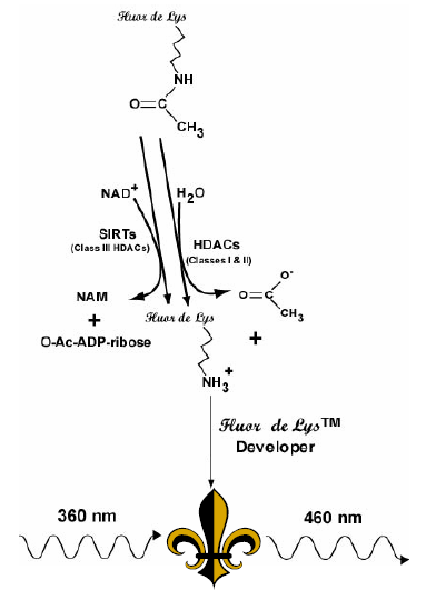 FLUOR DE LYS® HDAC fluorometric activity assay kit image