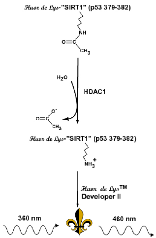 FLUOR DE LYS® HDAC1 fluorometric drug discovery assay kit image