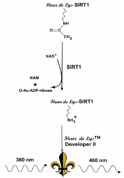 FLUOR DE LYS® SIRT1 fluorometric drug discovery assay kit image