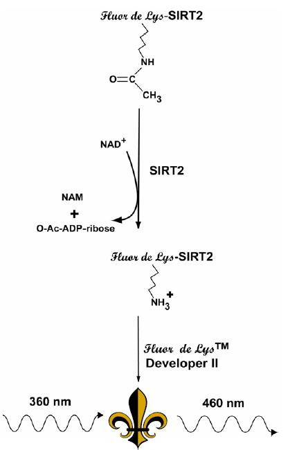 FLUOR DE LYS® SIRT2 fluorometric drug discovery assay kit image